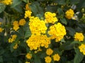 Yellow lantana camara flower on the garden. Closeups.