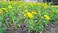 Yellow lantana(Lantana camara) flowering in the garden.