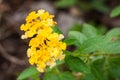 Yellow Lantana flowers Royalty Free Stock Photo