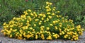 Yellow lantana growing in a garden Royalty Free Stock Photo
