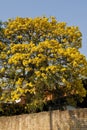 Yellow Lapacho tree Royalty Free Stock Photo