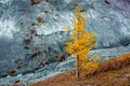 Yellow larch in the autumn on a background of rocks in the valley in the Altai Yarlu in Russia