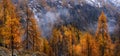 Yellow larch in autumn