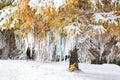 Yellow Larch decorated with white ribbons