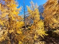 Yellow larch forest - autumn foliage colors Royalty Free Stock Photo