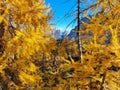 Yellow larch forest - autumn foliage colors Royalty Free Stock Photo