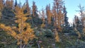 Yellow Larch Forest in Autumn Royalty Free Stock Photo