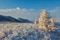 Yellow larch tree covered with fresh snow at mountan plateau in the morning in September