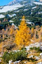 Yellow larch tree high in the mountains