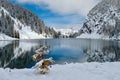 Yellow larch tree on lake shore with view of  Lake Agnes Tea house and mountains covered with fresh snow. Royalty Free Stock Photo