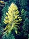 Yellow larch tree in mountain forest in autumn Royalty Free Stock Photo