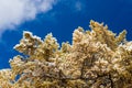 Yellow larch under snow Royalty Free Stock Photo