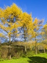 Yellow larches, autumn