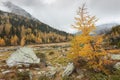 Yellow larches at fall in the woods