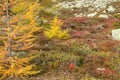 Yellow larches at fall in the woods Royalty Free Stock Photo