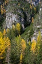 Yellow larches trees glowing on the edge of the rocky mountain. Dolomite alps, autumn landscape Italy Royalty Free Stock Photo