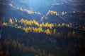 A yellow larches Royalty Free Stock Photo