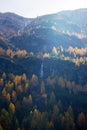 A yellow larches