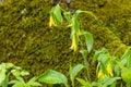 Yellow Large Flowered Bellwort Wildflowers