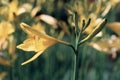 Yellow large flowers, lilies in the garden Royalty Free Stock Photo