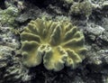 Yellow Leather Coral on Diverse Reef Underwater in Palau