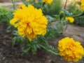 Yellow, large marigolds close up