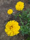 Yellow, large marigolds close up