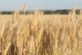 yellow large mature ears of wheat in a large field. summer harvesting. Royalty Free Stock Photo