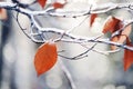 Yellow last leaf on a branch in the forest covered with ice and snow. Autumn transport to winter. Cooling. Royalty Free Stock Photo