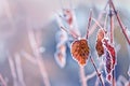 Yellow last leaf on a branch in the forest covered with ice and snow. Autumn transport to winter. Cooling. Royalty Free Stock Photo