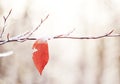 Yellow last leaf on a branch in the forest covered with ice and snow. Autumn transport to winter. Royalty Free Stock Photo