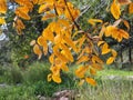 Yellow last leaves of a pistachio tree Royalty Free Stock Photo