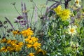 Yellow and lavender flowers in the Jardin de Luxembourg, Paris