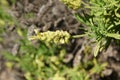 Yellow lavender, Lavandula viridis