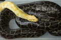 Yellow Lavender Tiger Albino python resting on Black Royal python Snake