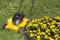 Yellow lawn mower and Marigolds