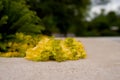 Yellow laying on warm pavement