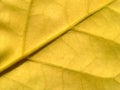 Yellow leaf