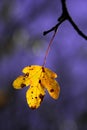 Yellow leaf Royalty Free Stock Photo