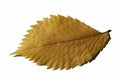 Yellow leaf Royalty Free Stock Photo