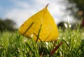 Yellow leaf