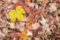 A Yellow Leaf Amongst a Carpet of Brown Leaves