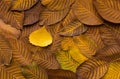 Yellow leaf on autumn brown and gold background