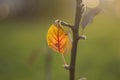 Yellow leaf. Autumn colors. Details of nature. Dry leaf on branch