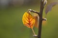 Yellow leaf. Autumn colors. Details of nature. Dry leaf on branch