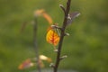 Yellow leaf. Autumn colors. Details of nature. Dry leaf on branch