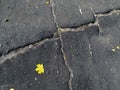 Yellow leaf in autumn on cracked asphalt road Royalty Free Stock Photo