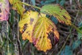 Yellow leaf background in autumn fall colour