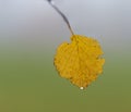 Yellow leaf of birch tree in autumn Royalty Free Stock Photo