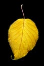 Yellow leaf, black background Royalty Free Stock Photo